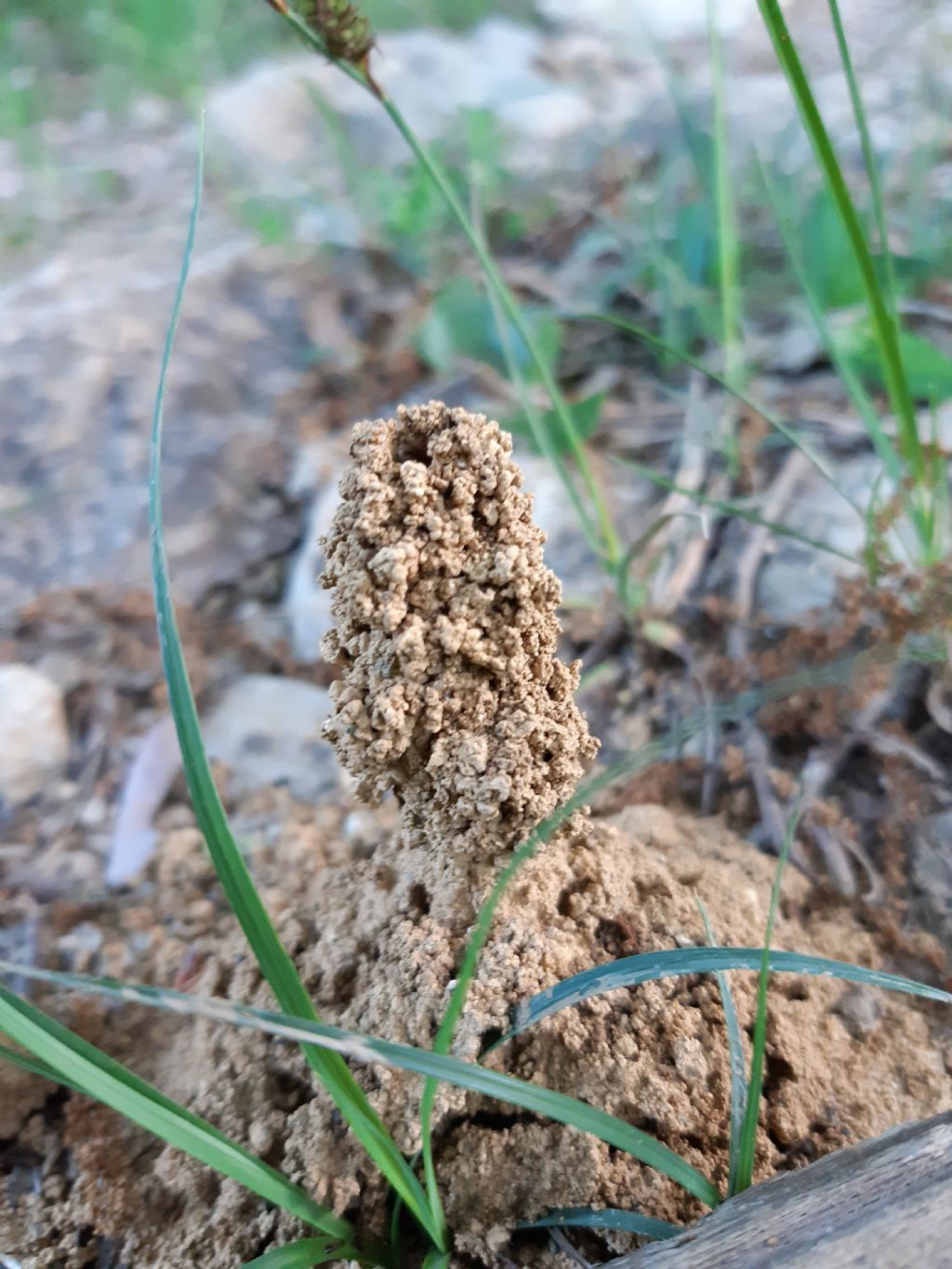 nido di Colletes; no, di Vespidae Eumeninae